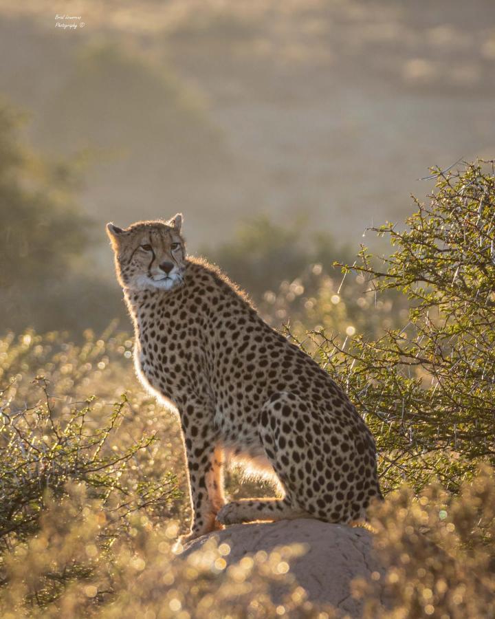 Woodbury Lodge - Amakhala Game Reserve Zewnętrze zdjęcie