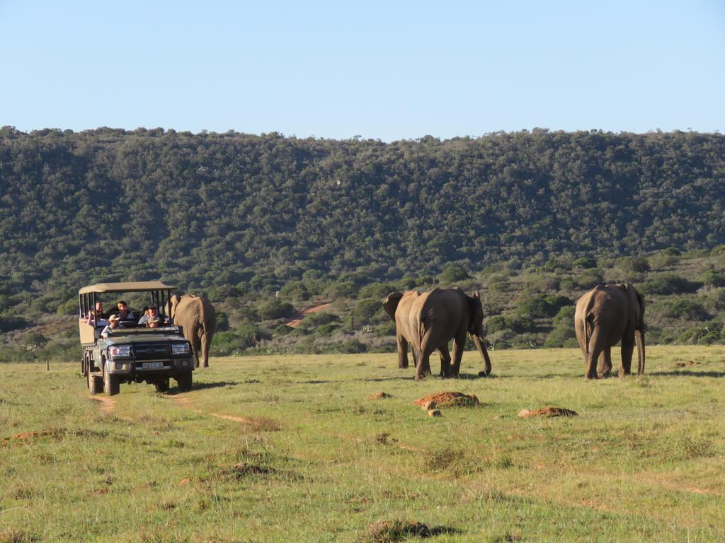 Woodbury Lodge - Amakhala Game Reserve Zewnętrze zdjęcie